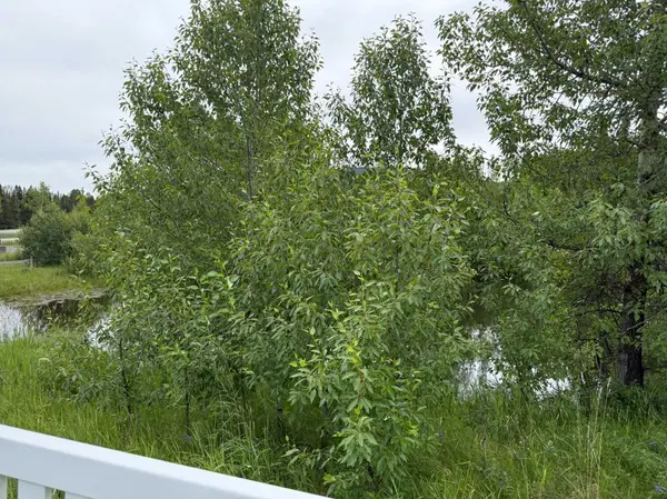 331 Elizabeth AVE, Nordegg, AB T0M 2H0