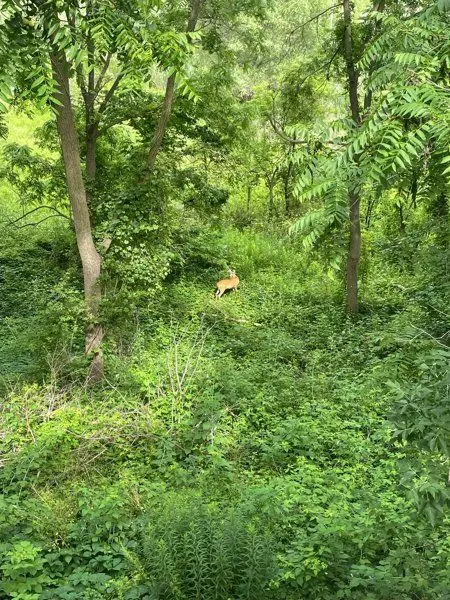 163 Fountain ST N, Cambridge, ON N3H 1H7