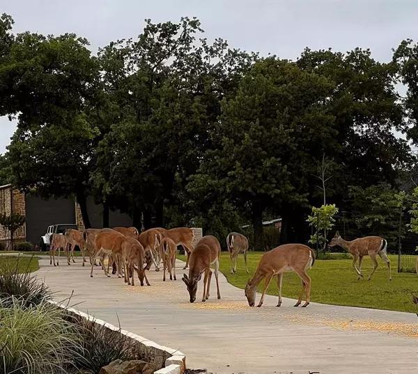 Pilot Point, TX 76258,7421 Dawn Avenue