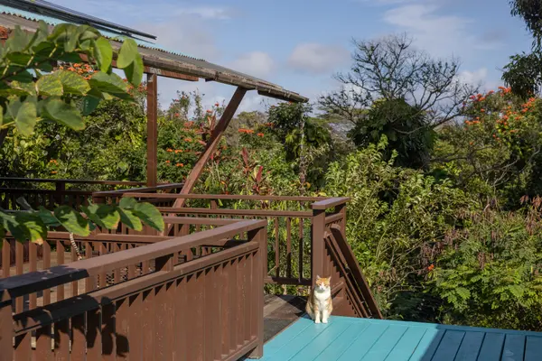 52-284 KEOKEA PARK RD, Kapaau, HI 96755