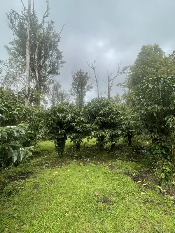 KOKOKAHI RD, Volcano, HI 96785