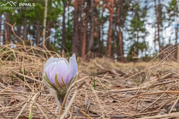 1290 Firestone DR, Woodland Park, CO 80863