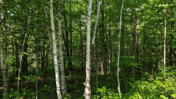 Lot 1 Tally-Ho Winter Park RD, Lake Of Bays, ON P1H 2E8