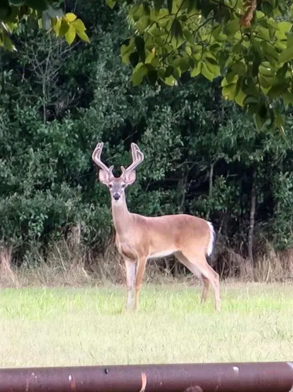 467 Wilderness Trail, Royse City, TX 75189