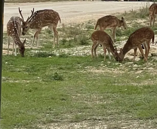 829 Tejas Trail, Bandera, TX 78003