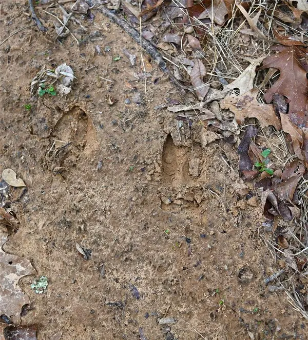 2211 Fm 2029, Telephone, TX 75488