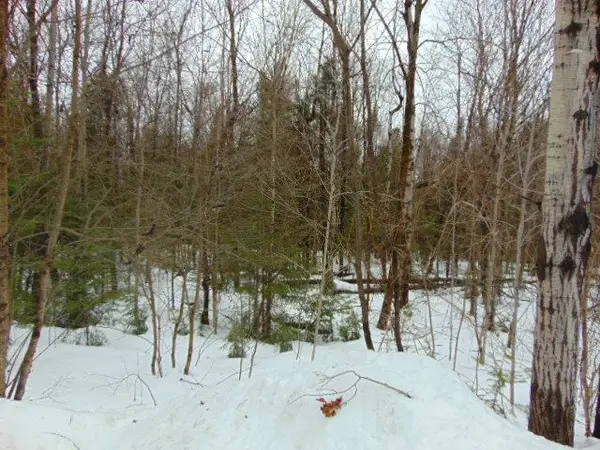 Lot 11 Plan 580 North DR, Dysart Et Al, ON K0M 1S0