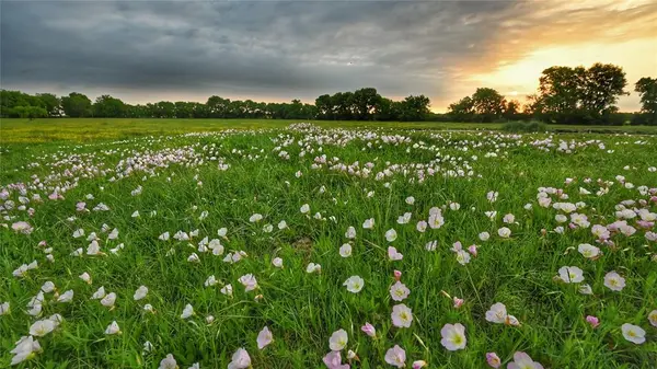 TBD FM 1752 Road, Whitewright, TX 75491