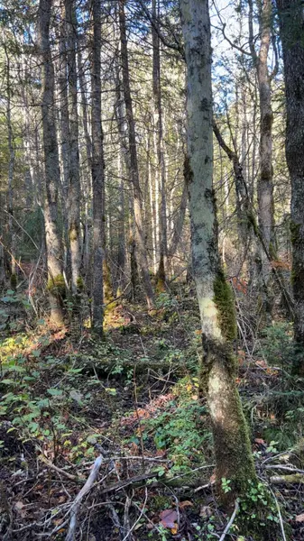 Con 1 Lot 4 N/A, Bancroft, ON K0L 2S0