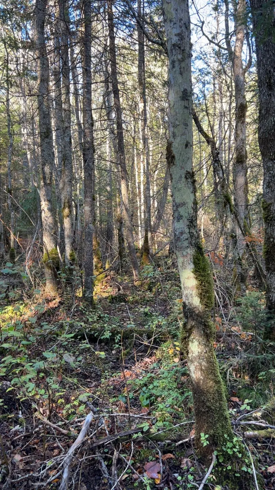 Con 1 Lot 4 N/A, Bancroft, ON K0L 2S0