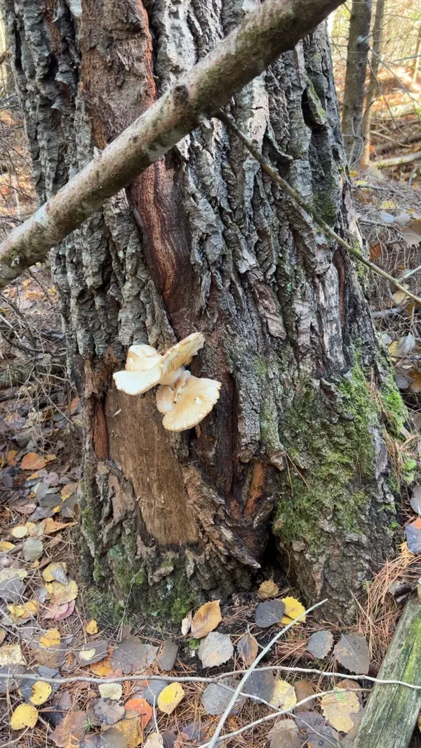 Con 1 Lot 4 N/A, Bancroft, ON K0L 2S0