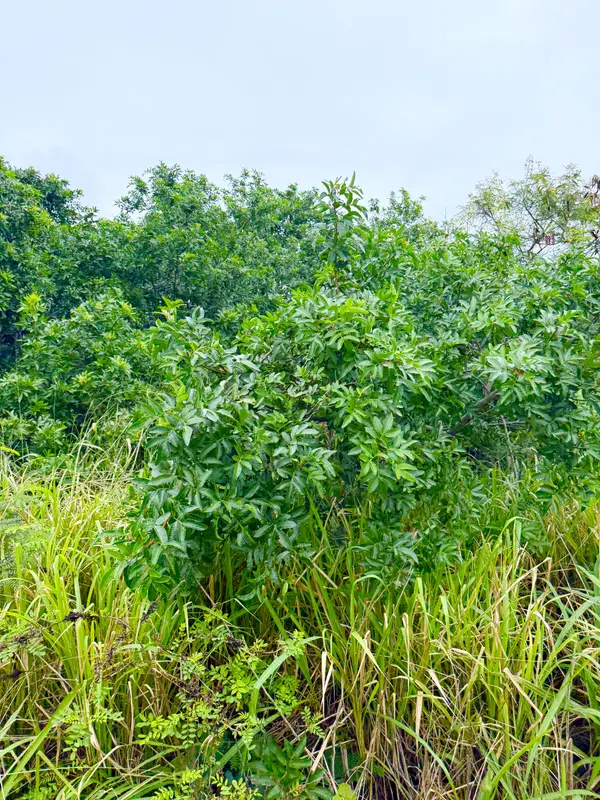 MARK TWAIN ST, Naalehu, HI 96772