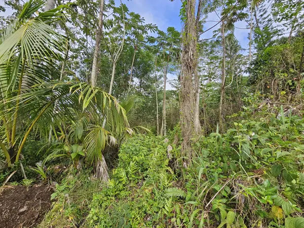 36TH AVE, Kurtistown, HI 96760