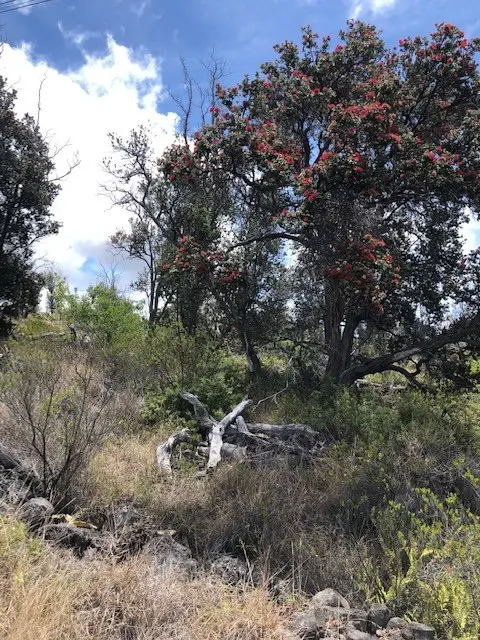 92-8268 TRADE WIND BLVD, Ocean View, HI 96737