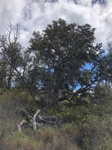 92-8268 TRADE WIND BLVD, Ocean View, HI 96737