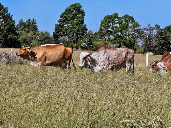 1140 Lot 2 CR-3412, Chandler, TX 75758