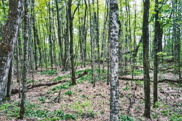 954 COUNTY 49 RD, Trent Lakes, ON K0M 1A0