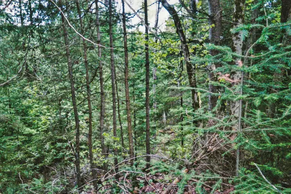 954 COUNTY 49 RD, Trent Lakes, ON K0M 1A0