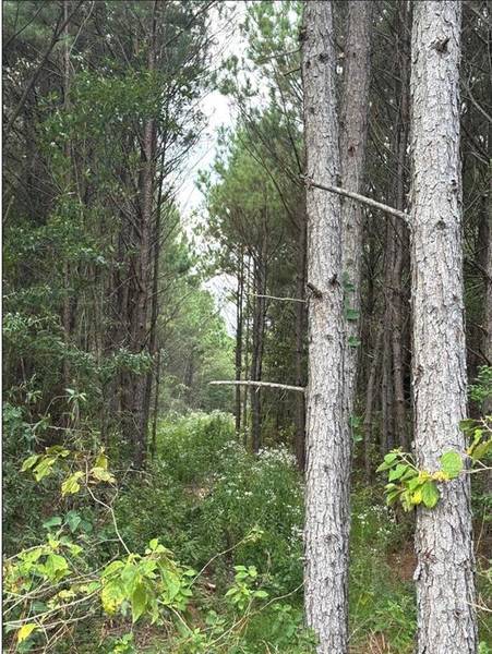 TBD County Road 1582, Avinger, TX 75630