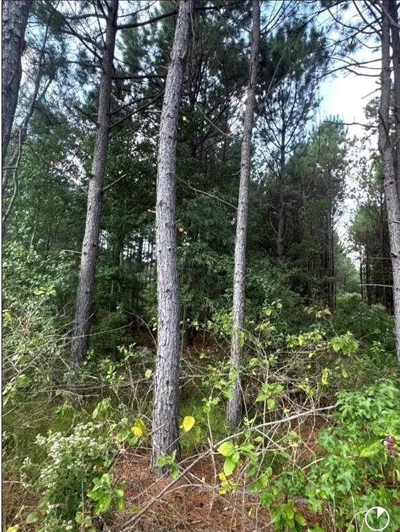 TBD County Road 1582, Avinger, TX 75630