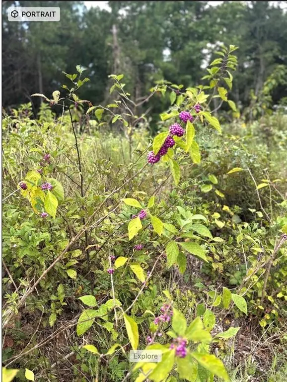 TBD County Road 1582, Avinger, TX 75630