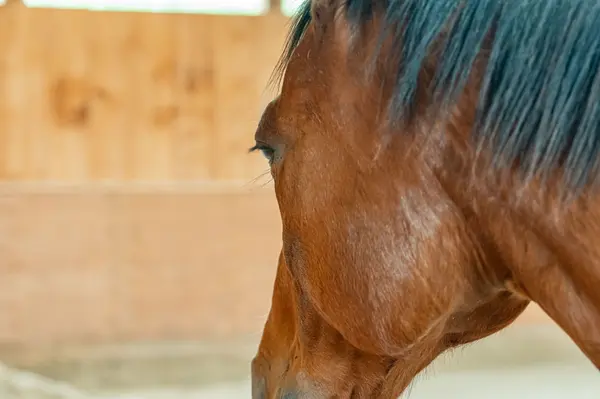 1123 Nu-Ne LN, Algonquin Highlands, ON K0M 1S0