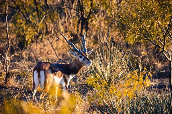 2367 County Road 311, Gouldbusk, TX 76845