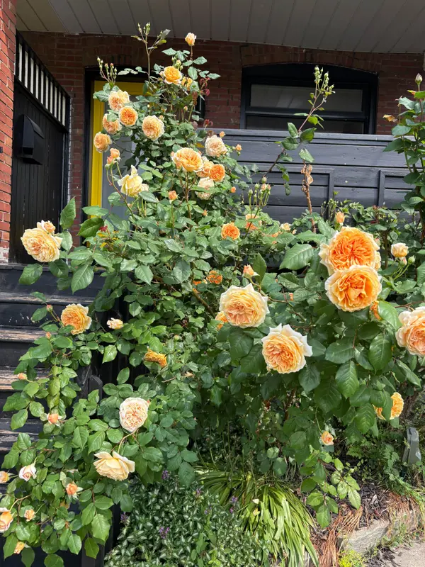 64 Chatham AVE, Toronto E01, ON M4J 1K6