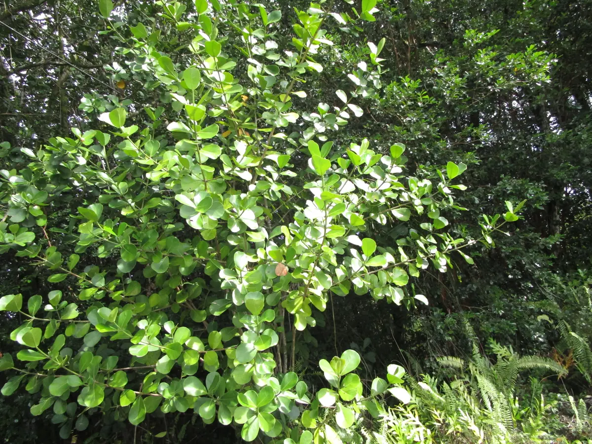 AMAU RD, Keaau, HI 96749