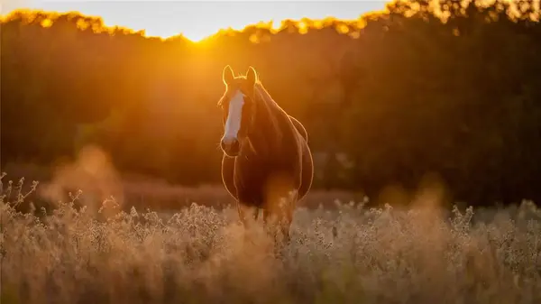 1210 County Road 232, Collinsville, TX 76233