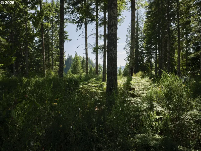 Phyllis Block Ann CT, Cougar, WA 98616