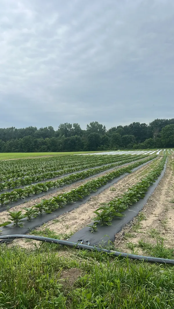 11 Tucker ST, Southwest Middlesex, ON N0L 1Z0