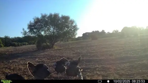 15100 County Road 129, Brownwood, TX 76801