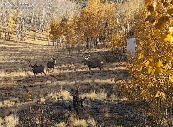 2387 Buffalo Ridge RD, Como, CO 80432