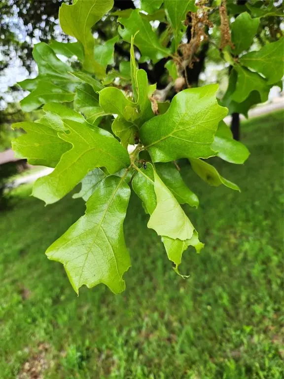 tbd Victory & Regatta, Oak Point, TX 75068