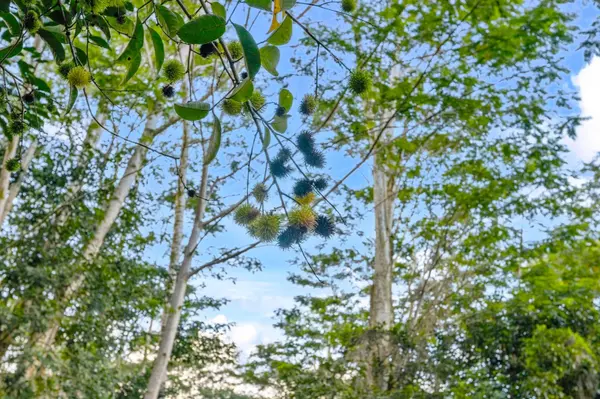 17-855 OLAA RD, Kurtistown, HI 96760