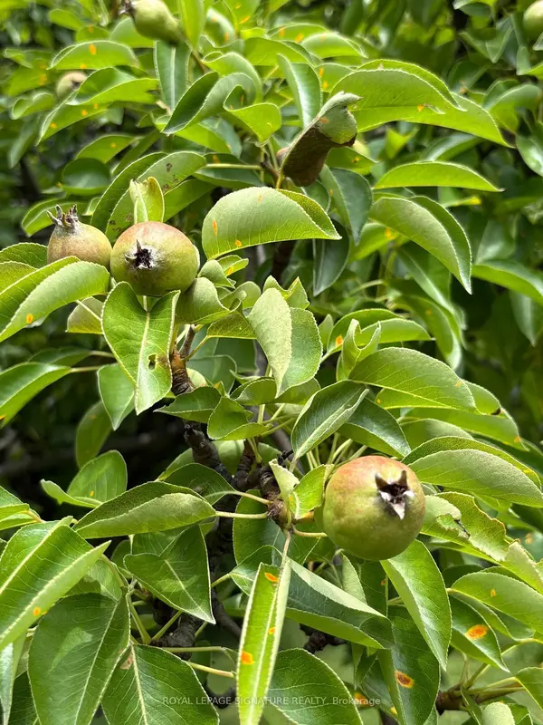 4097 Hickory DR, Mississauga, ON L4W 1L1