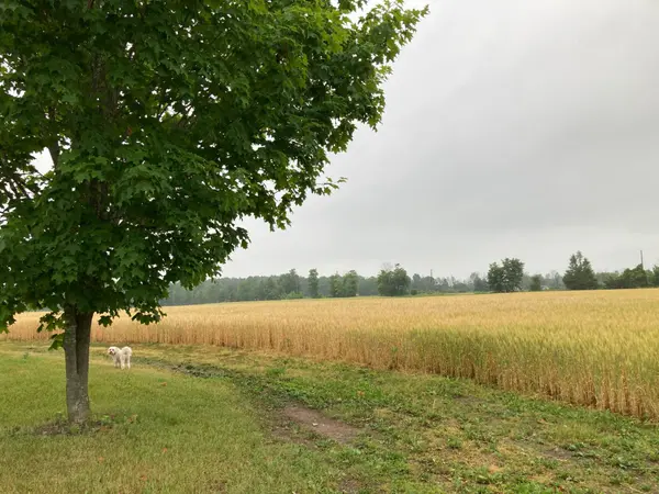 712 12th Line W, Trent Hills, ON K0L 1Y0