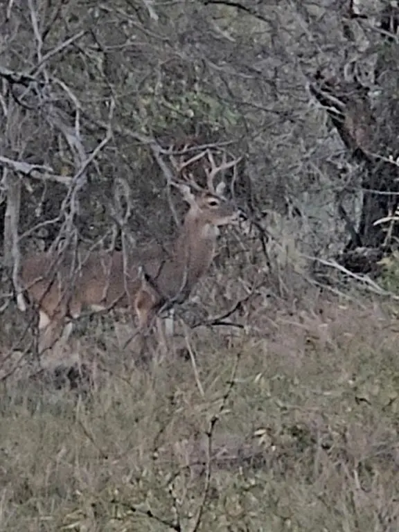 TBD County Road 154, Breckenridge, TX 76424