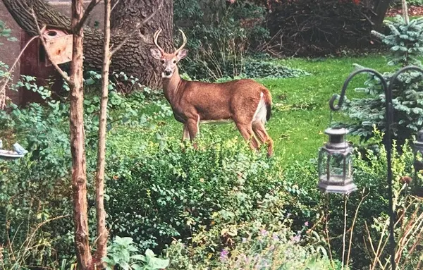 1987 Snake RD, Burlington, ON L7P 4Y1