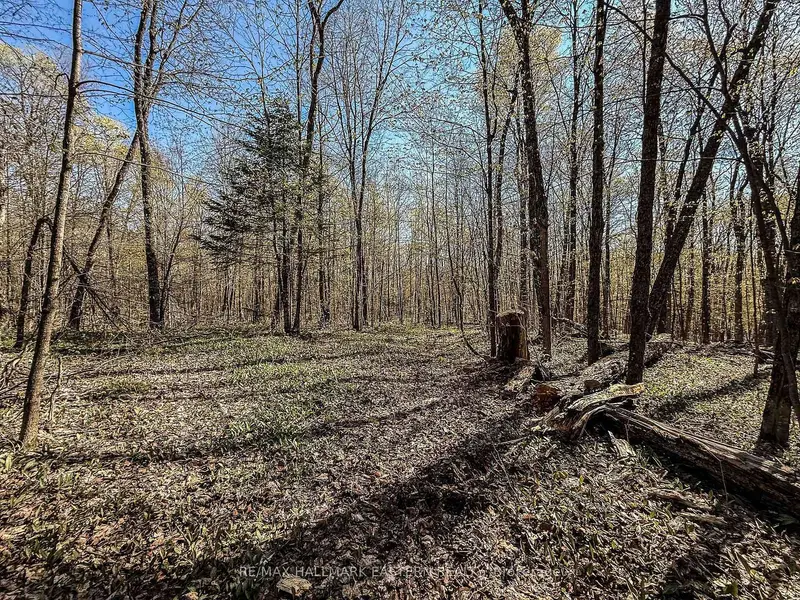 2494 Hadlington RD, Highlands East, ON K0L 3K0