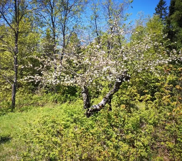 2087 Machar Strong Boundry RD, Strong, ON P0A 1Z0