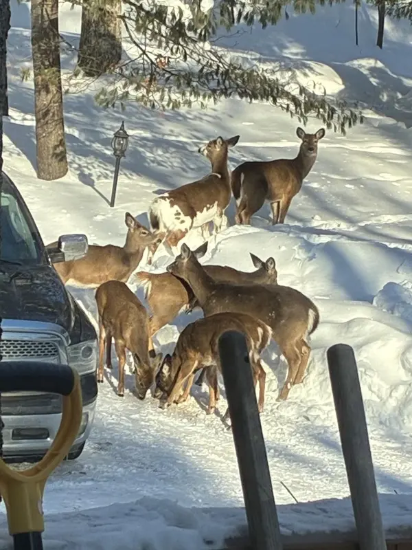 1289 Delbrooke RD S, Lake Of Bays, ON P0H 1H0