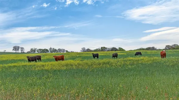 1521 Boyd Road, Granbury, TX 76049