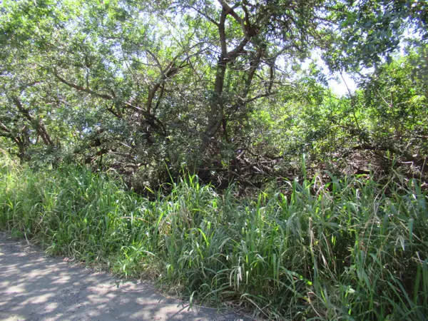 KAI KANE LP, Naalehu, HI 96772