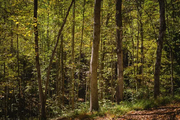 0000 Little Kyger, Cheshire, OH 45620