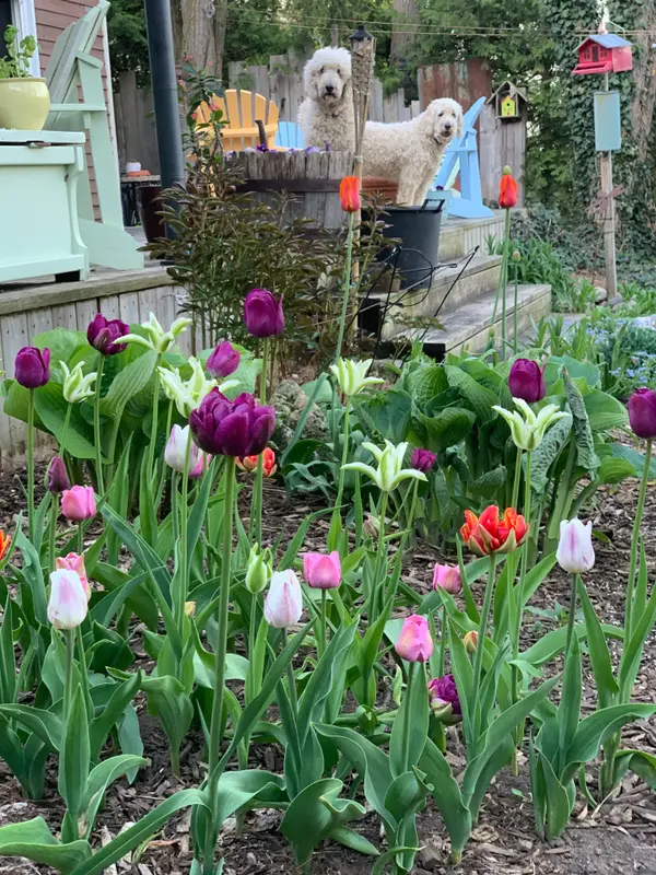 114 Clark ST, Blue Mountains, ON N0H 1J0