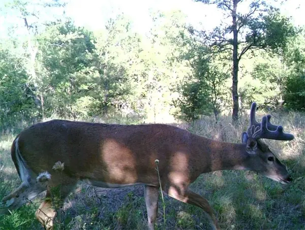 141 County Road 2349, Richland, TX 76681