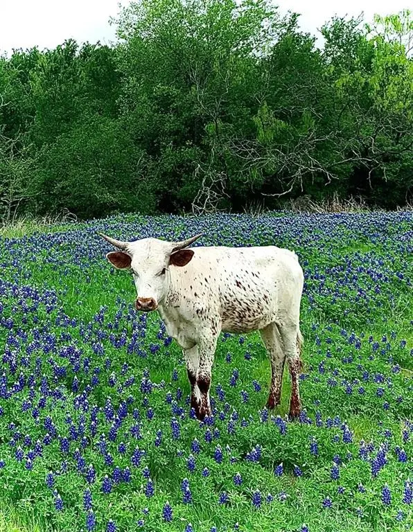 141 County Road 2349, Richland, TX 76681