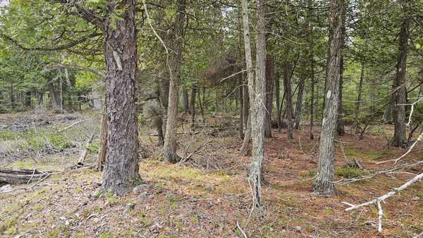 LT 255 Pedwell Pt. DR, Northern Bruce Peninsula, ON N0H 2R0